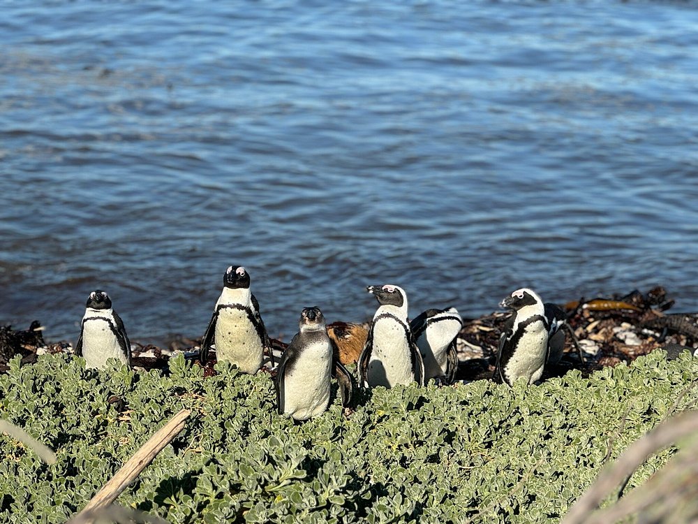 Image of South Africa